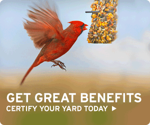 Get great benefits - certify your yard today